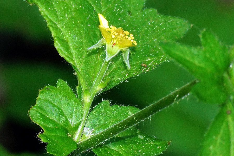 Geum urbanum